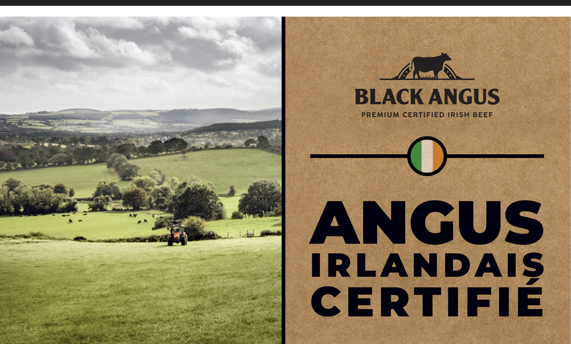 PACK_BORDBIA_ANGUS_2 PACK_BORDBIA_ANGUS_2